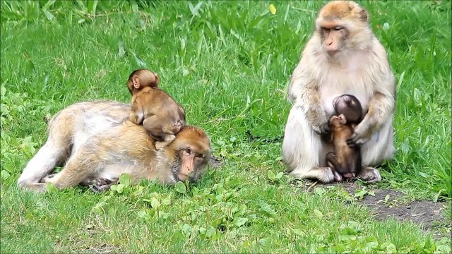 cute monkey sylvana with her babies 

