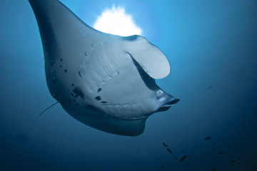 A RAY OF MANTA /  Manta rays after eating plankton, like to get clean by little fish call: cleaner wrasse.