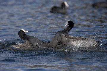 Eurasian Coot, Coot, Fulica atra 