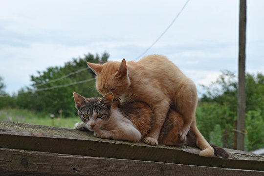 Mating domestic cats