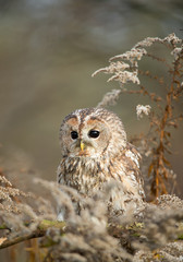 Strix perching on the branch, with grey plants around, Czech Republic, Europe