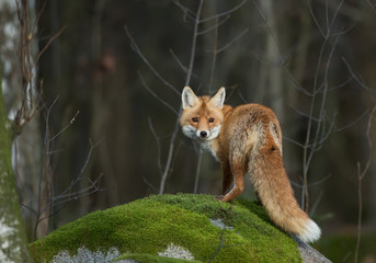 Naklejka na ściany i meble Red fox on the mossy rock, looking straight in the lens,, Czech Republic, Europe