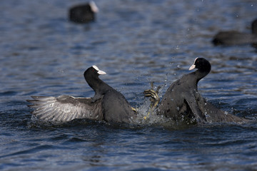 Eurasian Coot, Coot, Fulica atra 
