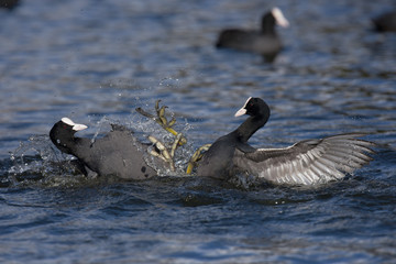 Eurasian Coot, Coot, Fulica atra 