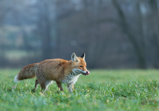 Red fox in the grass, licking its jaws, with clean background, Czech Republic, Europe