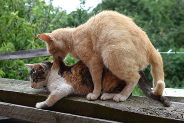 Mating domestic cats