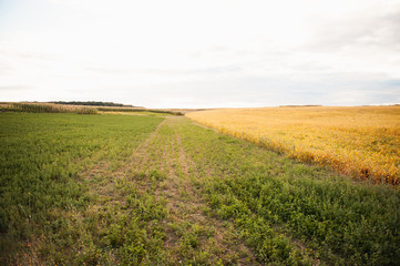 Summer landscape with road and field of wheat