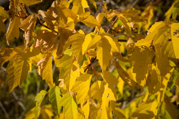 Fall yellow leaves
