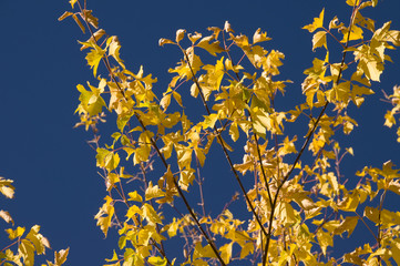 fall leaves against a blue sky