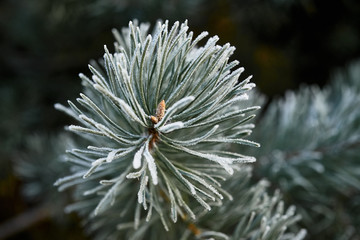 Naklejka na ściany i meble Young pine branch in winter, nature