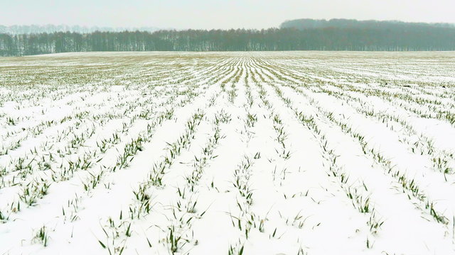 Winter Corn Field Images – Browse 9,868 Stock Photos, Vectors, and ...