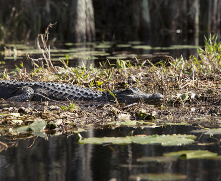 American alligator in natural habitat