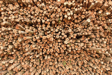 Stack of freshly cut trees