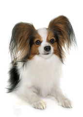 papillon dog in studio