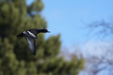 Tufted Duck, Aythya fuligula