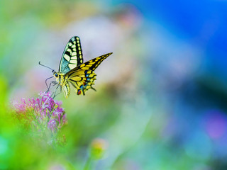 Butterfly on pink flowers
