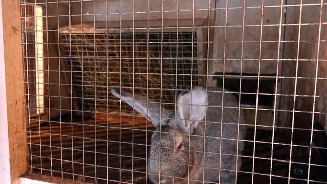Gray bunny looking at the camera through the bars of the cage