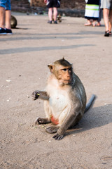 close up thai monkey in Triple Crown Castle,Phraphrangsamyod temple,Lopburi,Thailand.