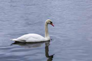 Höckerschwan