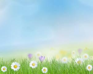 Fototapeta na wymiar Spring meadow with blue sky.