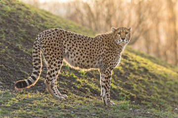 Portrait of wild cheetah patrolling
