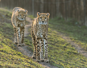 Portrait of wild cheetah patrolling
