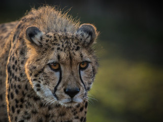 Portrait of wild cheetah patrolling