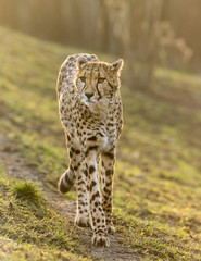 Portrait of wild cheetah patrolling