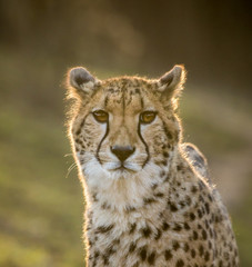 Portrait of wild cheetah patrolling