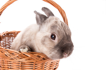 Funny little rabbit. Easter background.