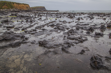 Versteinerter Wald Catlins Neuseeland