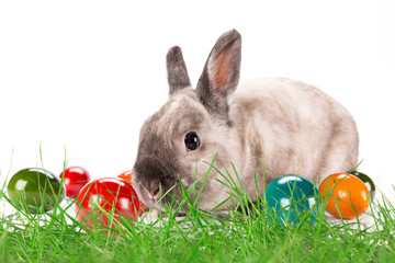 Funny little rabbit. Easter background.