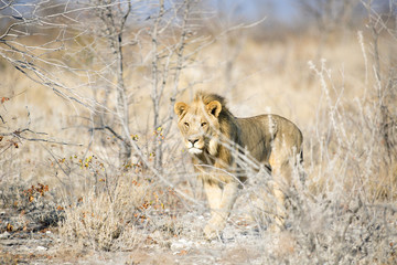 Young male lion