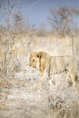 Young male lion