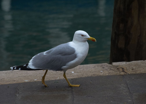 Seagull on the embankment