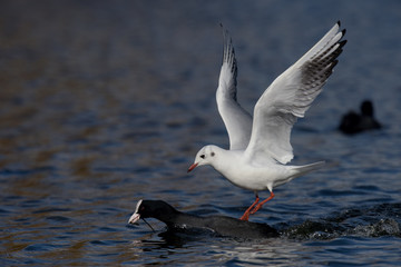 Fototapeta na wymiar Black-headed Gull and Coot