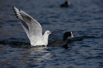 Fototapeta na wymiar Black-headed Gull and Coot