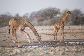 Giraffe drinking from a water hole