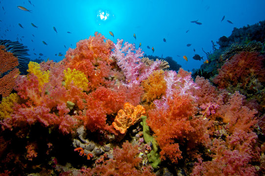CORAL GARDEN / Soft corals are tone of the most colorful colonies on the sea, you can spot many varieties on Maldives 