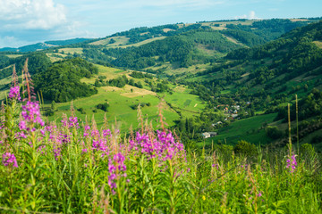 Landscape in the Carpathians with fireweed
