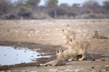 Lion resting at a water hole in Namibia.