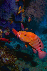 THE FISH KEEPER / Grouper are very shy with photographers, you must be very slowly while you approach to them.