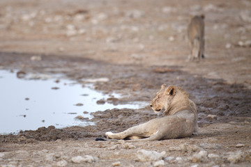 Lion resting at a water hole in Namibia.