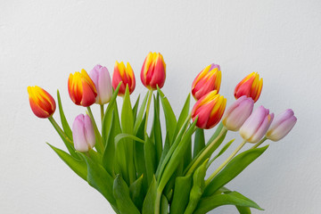 Pink red and yellow Tulips