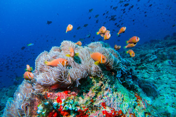 CLOWNFISH FRENESEE / On this dive spot I found over 100's of this beautiful specie.