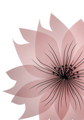 Floral pink flower on white background