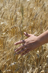 Woman hand touching wheat 