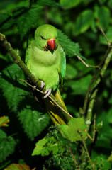 Green parrot