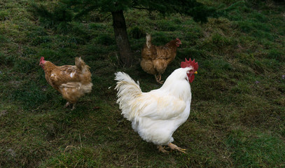 hens fair farm free running. cock