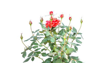 Red rose flower on branch and leaf isolated on white